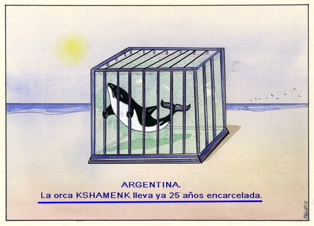 RIBERABA's tweet photo. "@pacocatt:
Mi viñeta de hoy martes 9 de Mayo de 2017. https://t.co/lngrZRRI5H"

#VaciarLosTanques
#AboliciónAnimal
#OrcasLibres