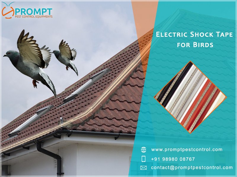 promptpestequip's tweet photo. Has your building been penetrated by pest #birds? Now it's easy to keep away these birds with #BirdShockTrack system
https://t.co/WirRato6Pr https://t.co/9DFDPVAupd