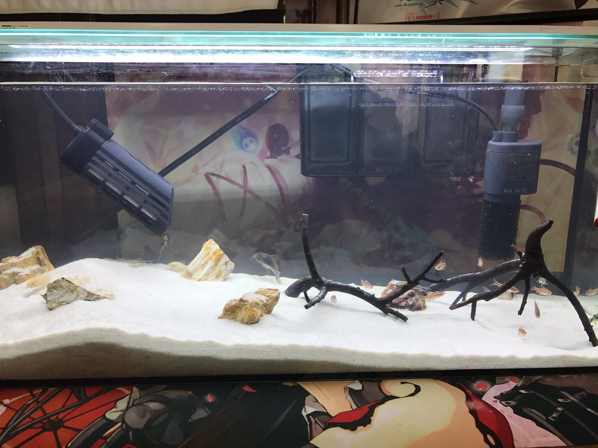 ほぼ三十路のしゃろ 砂漠風レイアウト お魚導入しました チェリーバルブ オトシンクルス コリドラス アルビノ コリドラス パンダ コリドラス 不明2種類