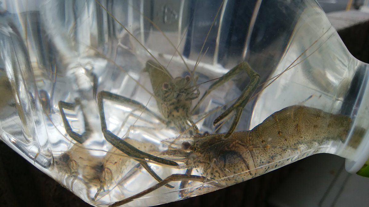 荒川笹目橋周辺でテナガエビ釣り オチが付いた完成版 Togetter