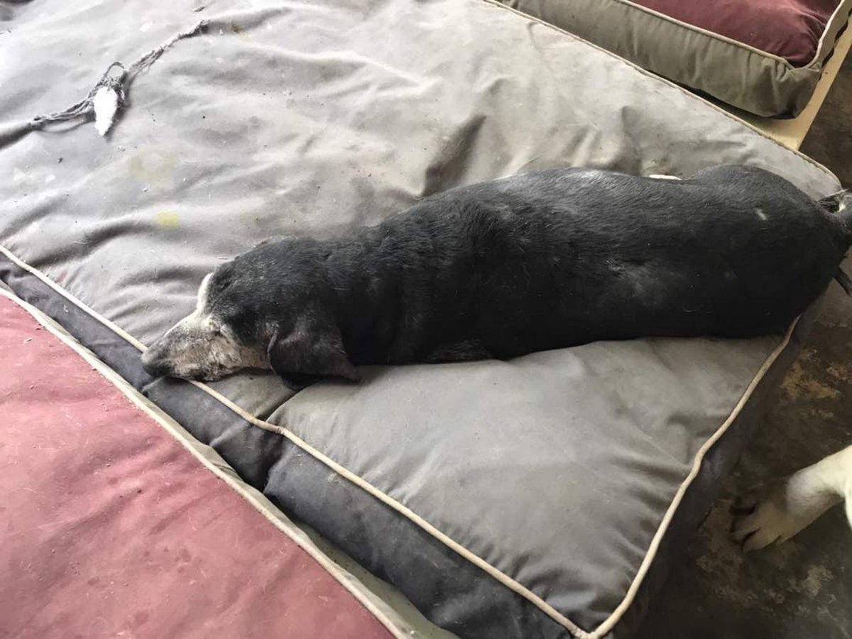 DelhiDecoded's tweet photo. Elderly Dachshund girl abandoned by a breeder needs a loving home #Delhi #AdoptDontBuy https://t.co/BSrlPlpUsV

Contact: 9871745109 https://t.co/gGivrvq5Lz
