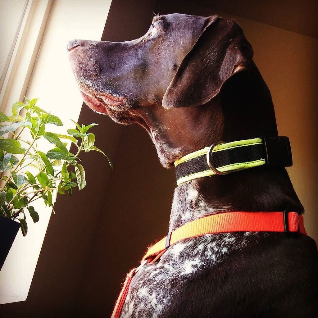 AddictedToYum's tweet image. His favorite spot in the house: on my bed, watching the prairie dogs playing in the field. .
.
.
.
.
#gsp #pointer #puppylove #brown #birdd…