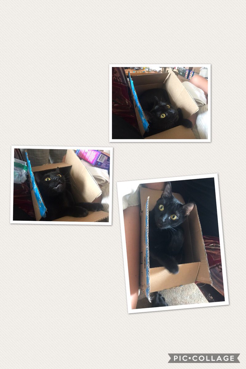 Maureenofthesea's tweet photo. #love my #kitty #catinthbox #teacup #Panther https://t.co/sOms0VXdOr
