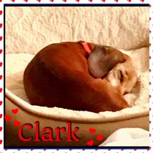 GetalongDRescue's tweet photo. Clark is searching 4 his furever home. Blind &amp; mostly deaf, he has so much love to give to that special person/s https://t.co/AK4iBWP7ez https://t.co/KpC0xrU6JE