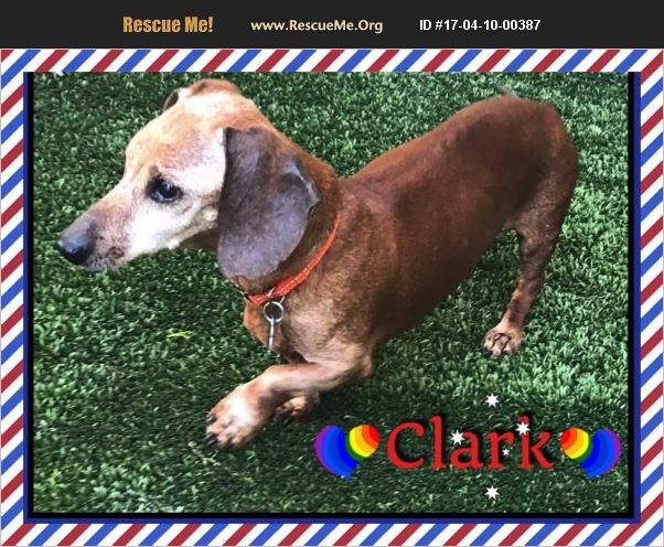 GetalongDRescue's tweet photo. Clark is searching 4 his furever home. Blind &amp; mostly deaf, he has so much love to give to that special person/s https://t.co/AK4iBWP7ez https://t.co/KpC0xrU6JE