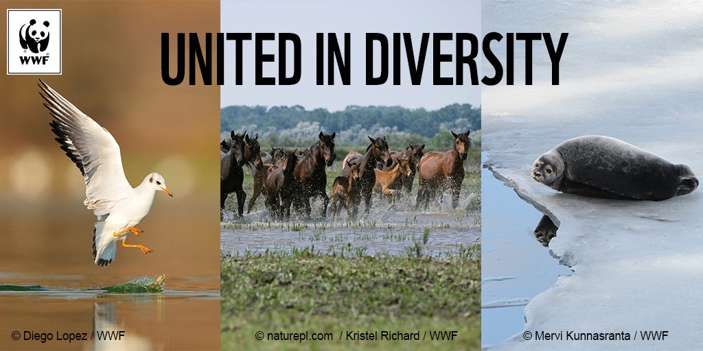 WWF EU tweet media