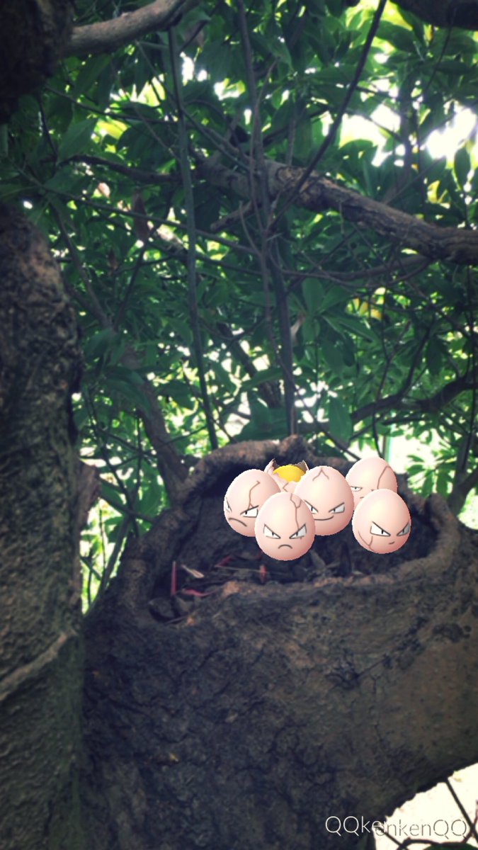 kenkenPokecame's tweet photo. タマタマのすみか
#青葉仰ぐ季節に草ポケモンを撮ろうAR写真大会 #PokemonGO #草タイプ #GrassTypeEvent #GrassEvent #GrassType #ポケモンGO #ポケモンGO写真 #ポケモン写真 #タマタマ #Exeggcute #ポケモン https://t.co/mO6I2NEKCp