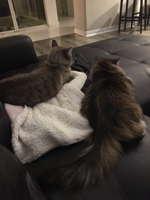 Going to bed now. My little fur rascals are already settled in for the night. Kisses! https://t.co/z<a href="/tag/mustang"class="tags"><span>#mustang</span></a>