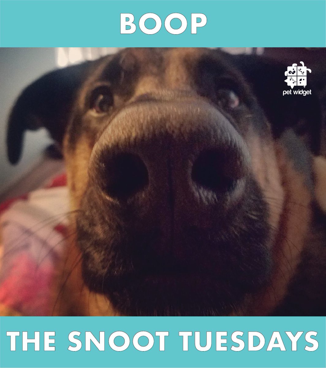 PetWidget's tweet photo. BOOP the SNOOT!
Share your pooches snoot with us!

https://t.co/nbup3gCnZd

#petwidget #boopthesnoot #doggo #tuesday https://t.co/IFqFl7qMe4