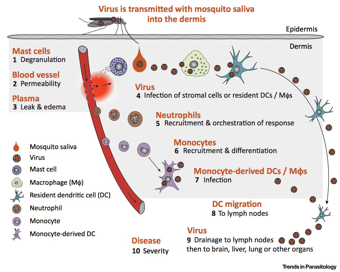 Our new review in <a href="/TrendsParasitol/">Trends in Parasitology</a> with Eva Harris and co. Thanks to all involved <a href="/UniversityLeeds/">University of Leeds</a> <a href="/UCBerkeleyNews/">UC Berkeley News</a>  cell.com/trends/parasit…