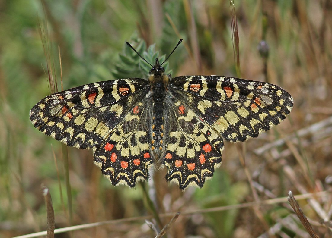 mariposasEsp tweet picture