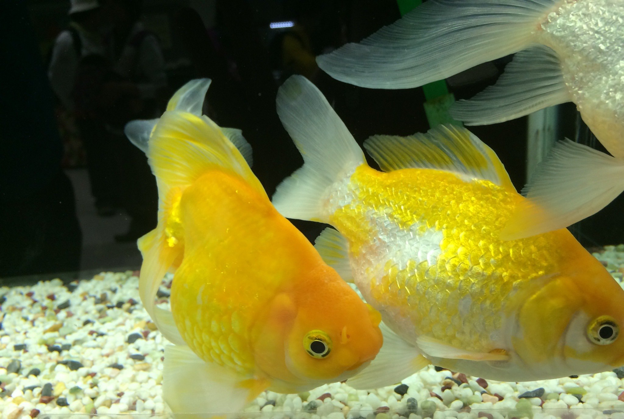 Uzivatel 埼玉県庁 Na Twitteru いるようでいなかった金魚 その名も 黄金魚 キンギョ 英語にすると Gold Fish です この金魚は埼玉県久喜市の養魚場で誕生し 現在はさいたま水族館の金魚コーナーにいます T Co I1fjm0udku T Co