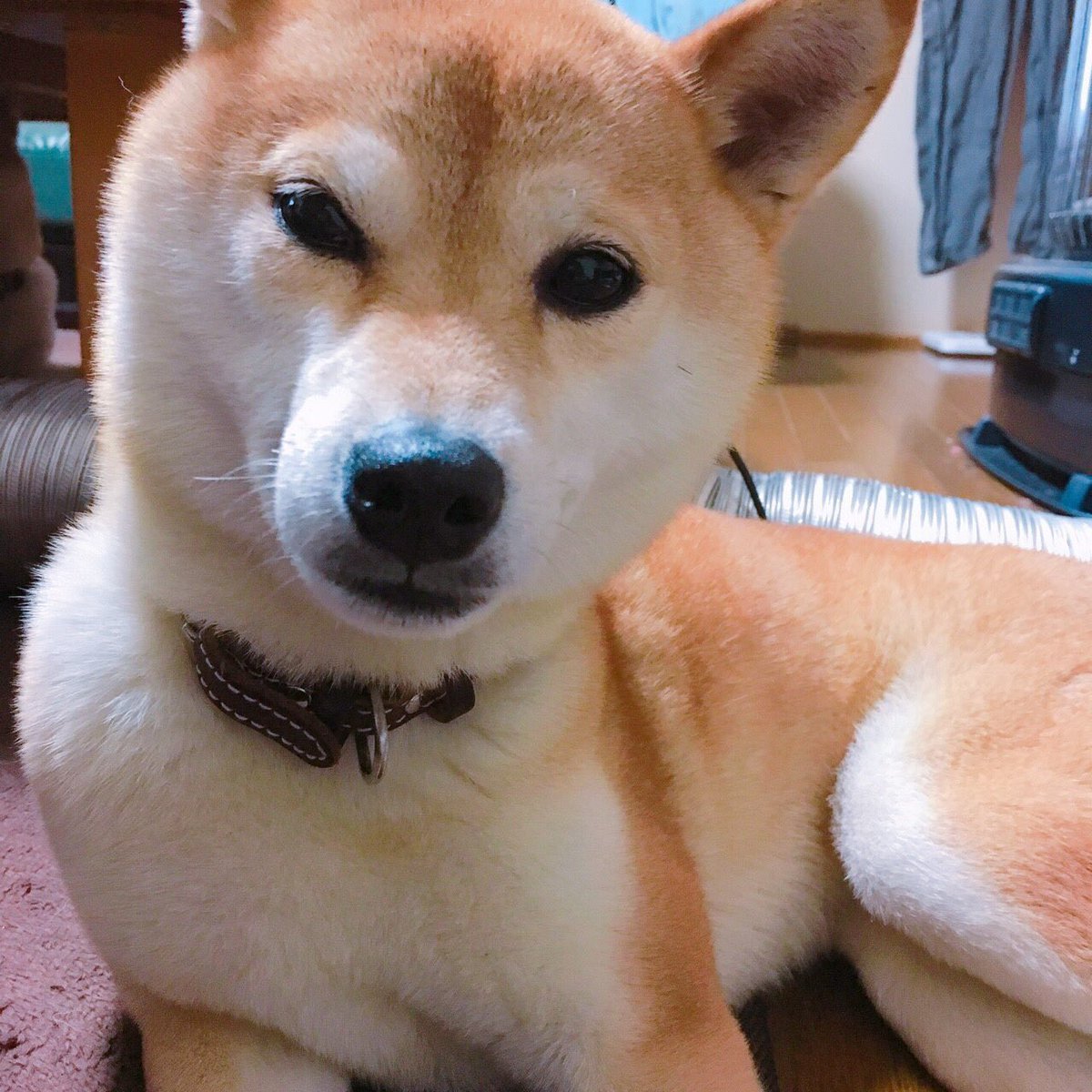 柴犬ひめチャコ ひめ 姉 左 赤色 小顔 美犬 甘えん坊 大人しい お利口さん 少食 お布団らぶ 寝るの大好き かまってちゃん チャコ 妹 右 赤色 デカい 吠える 番犬 暴れん坊 呼んでも来ない 抱っこ嫌い でもたまに甘える 暴食