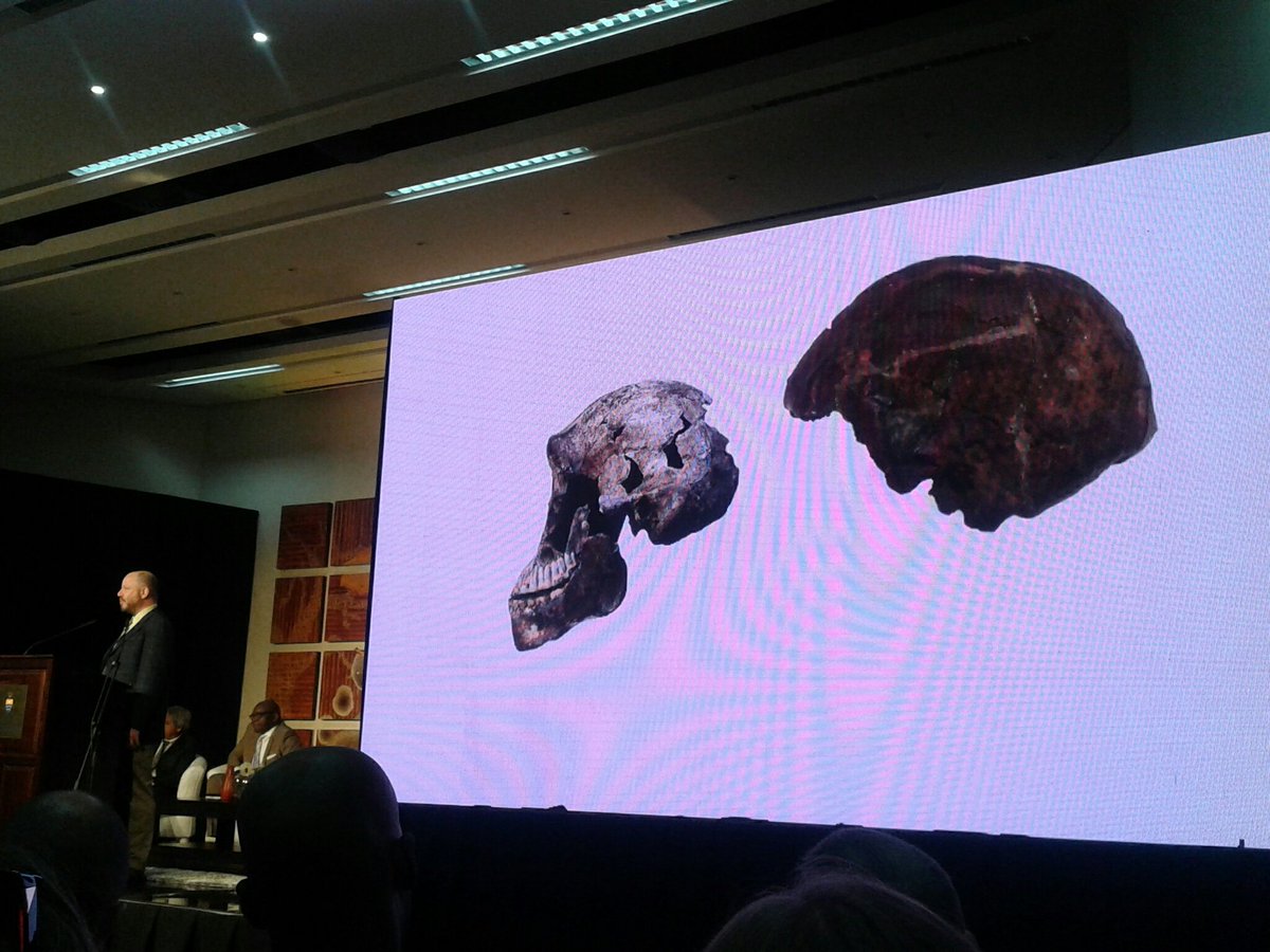 These crania are approximately the same time range: #Homonaledi  (#Neo) on L & #OmoKibish on R. @johnhawks