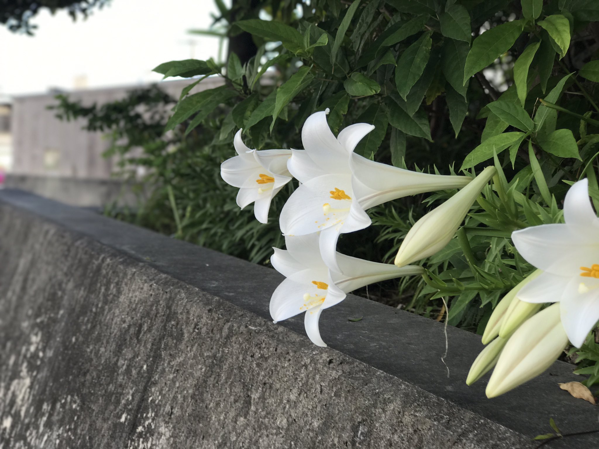 かなた よくわからん 好きになって今日で2年半ほど 半年前までは君には彼氏がいたけど 俺のことを好きと言ってくれたり あっ て話をしたり時には 少しエッチなこともした 今は彼氏もない 僕に好きと言ってくれる だけど 告白しても付き合えない