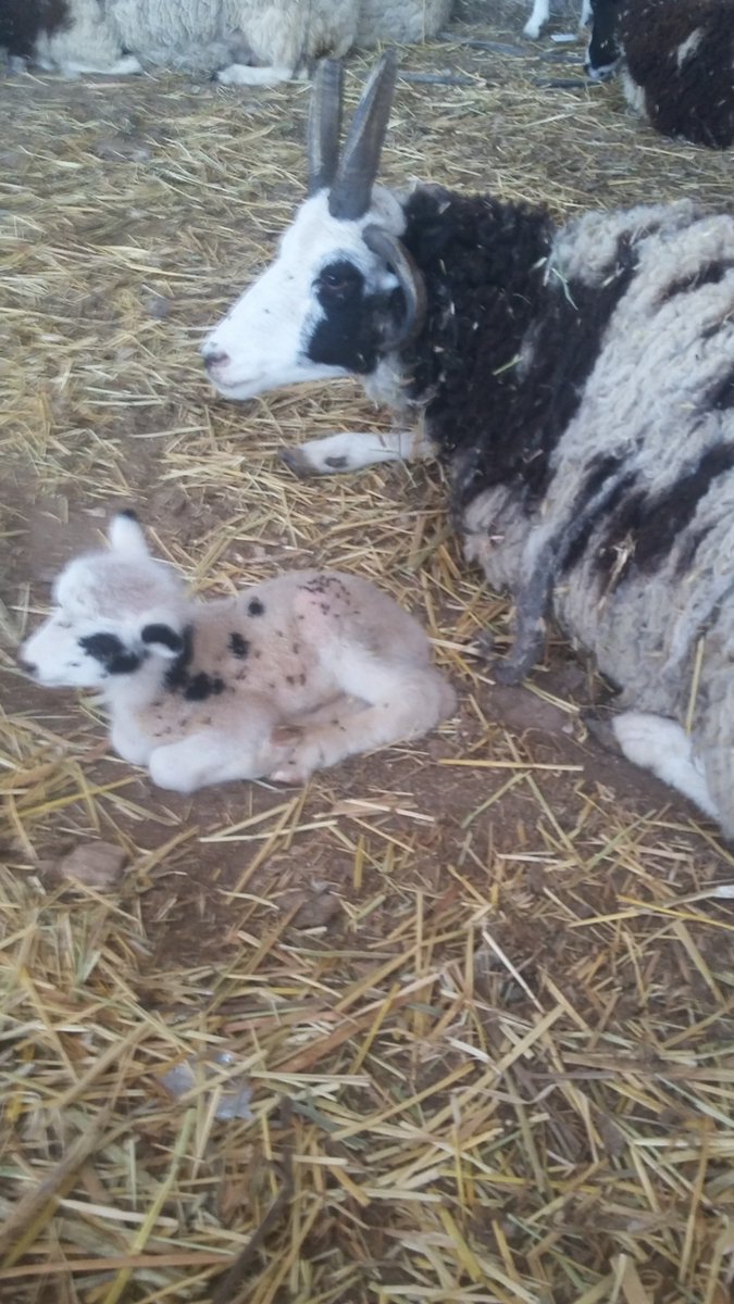 friendsofjacobs's tweet image. First born ram in Israel with his mother Debra