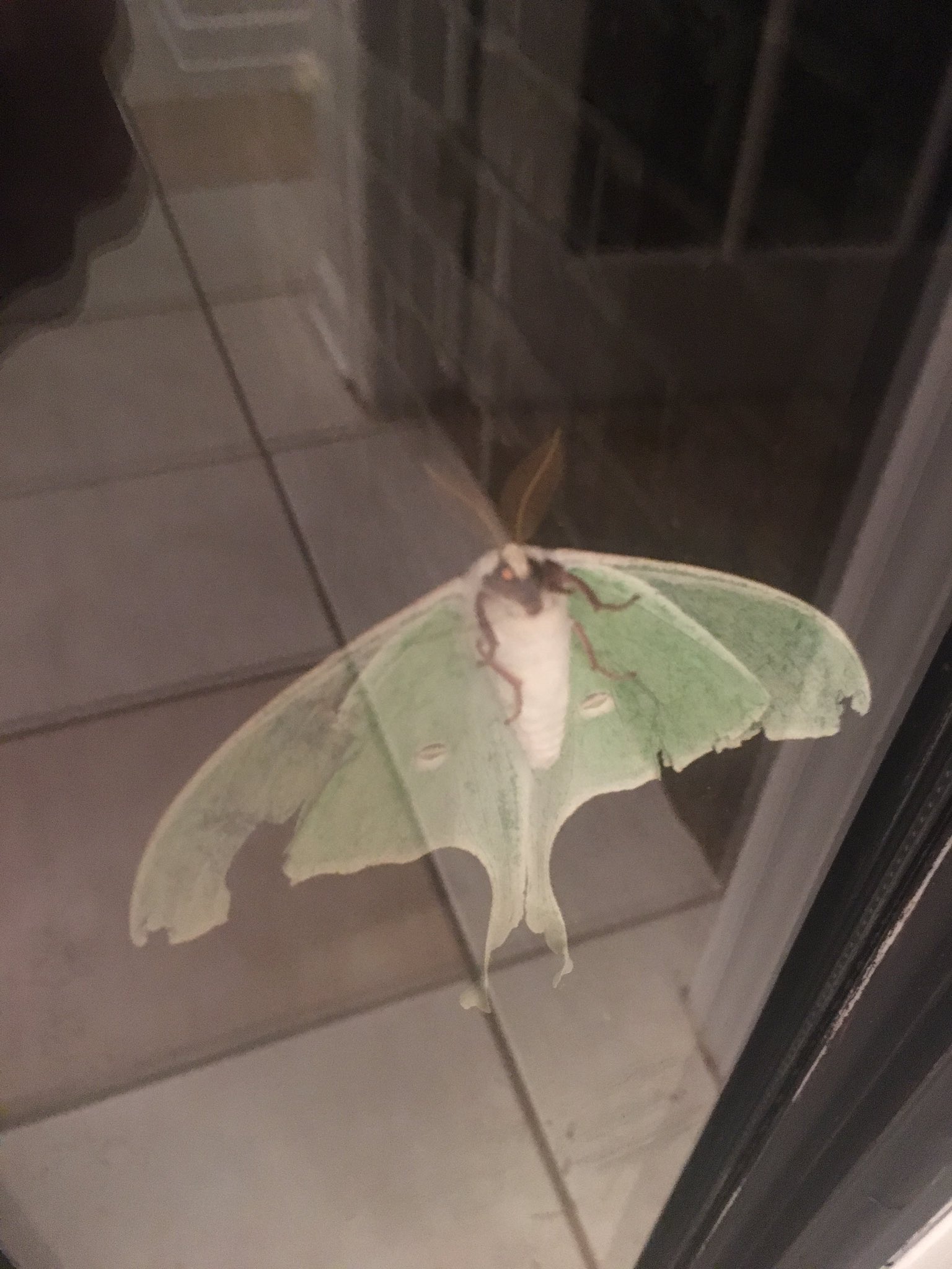 HIGH VALLEY on X: "This bug is on my window. What is it? - Brad  #bugsoftennessee https://t.co/kN7YwN6Lso" / X