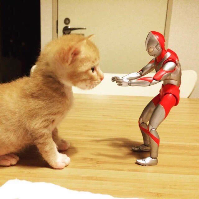 天才の発想ｗ猫とウルトラマン人形のコラボが可愛すぎるｗｗｗ