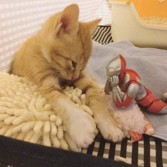 天才の発想ｗ猫とウルトラマン人形のコラボが可愛すぎるｗｗｗ