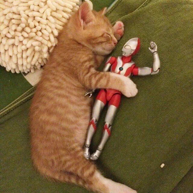 天才の発想ｗ猫とウルトラマン人形のコラボが可愛すぎるｗｗｗ