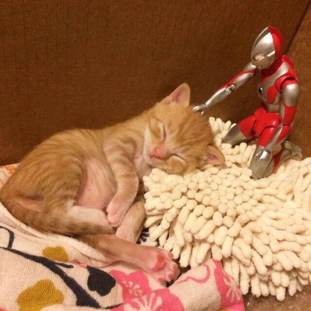 天才の発想ｗ猫とウルトラマン人形のコラボが可愛すぎるｗｗｗ