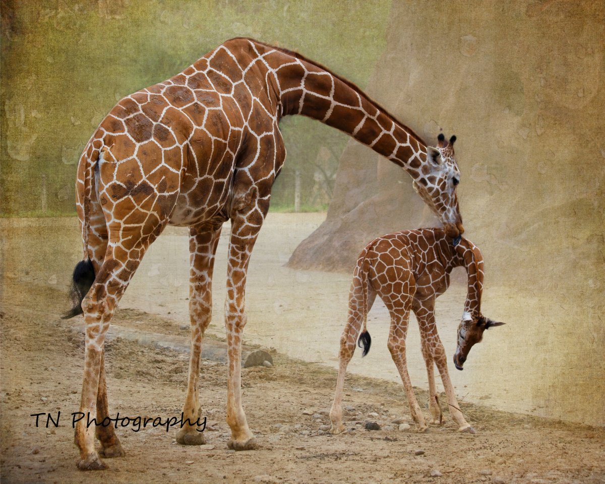 Reticulated Giraffe and calf ln.is/KaKSI #Reticulatedgiraffe #somaligiraffe #babygiraffe... by #MarionSpekker via @c0nvey