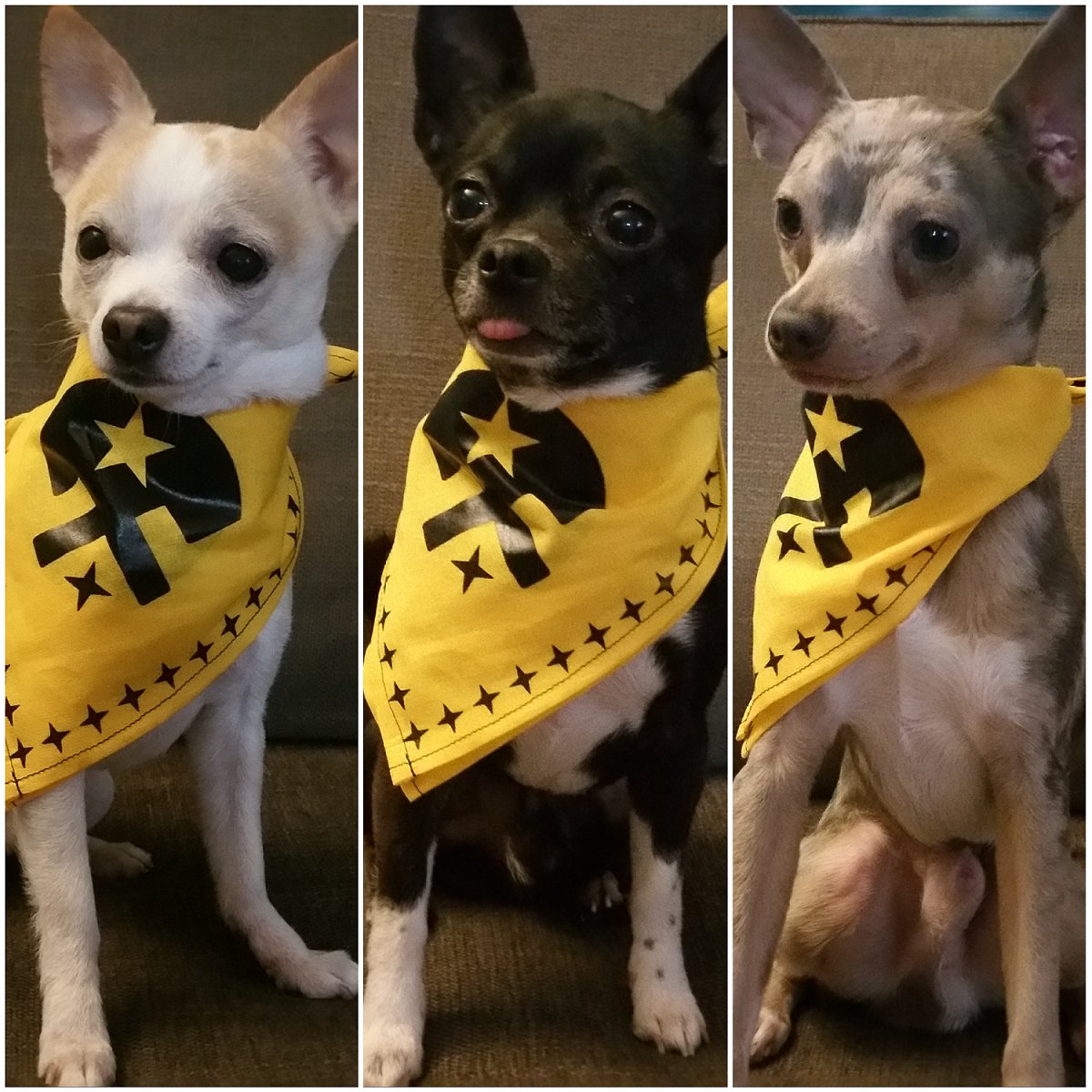 HammerCityRD's tweet photo. Like if you think Bruce, Clark & Wade look fetchin' in their new Hammer City bandanas #derbydogs #HCRD #HamOnt #rollerderby https://t.co/vZpC2QrUNZ