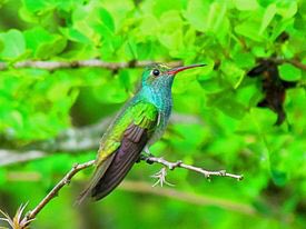 JuanOrlandoH's tweet photo. Conmemorando el Día Internacional de Aves, expresamos nuestro orgullo, al ser un país rico en especies y destino creciente en #Aviturismo https://t.co/yGD176QaXr