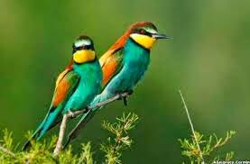 JuanOrlandoH's tweet photo. Conmemorando el Día Internacional de Aves, expresamos nuestro orgullo, al ser un país rico en especies y destino creciente en #Aviturismo https://t.co/yGD176QaXr
