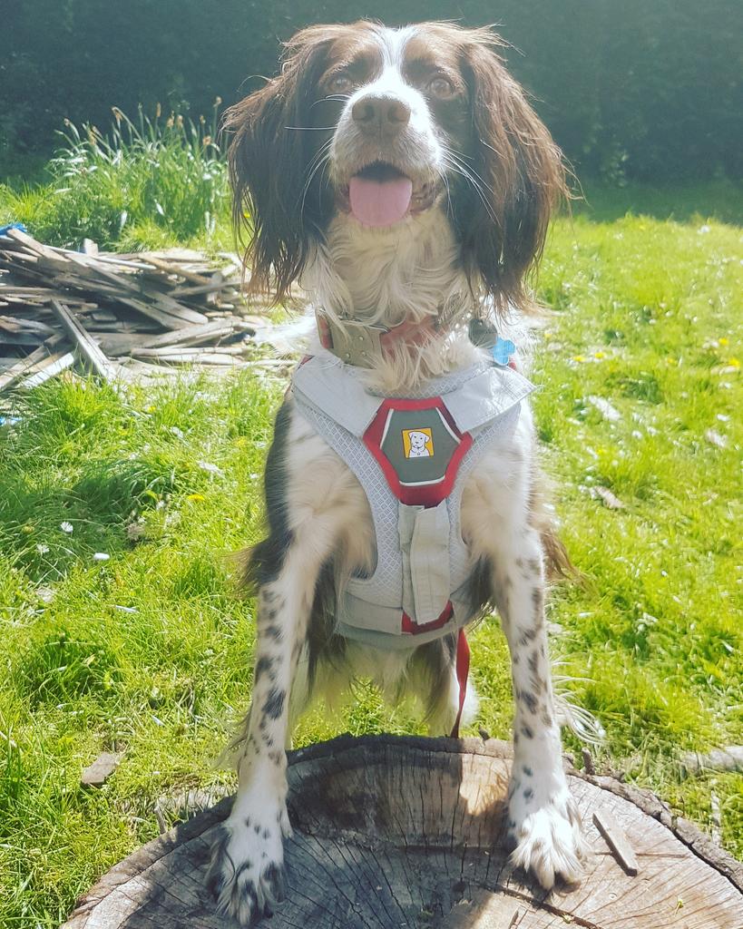 Enviro-Dogs tweet media