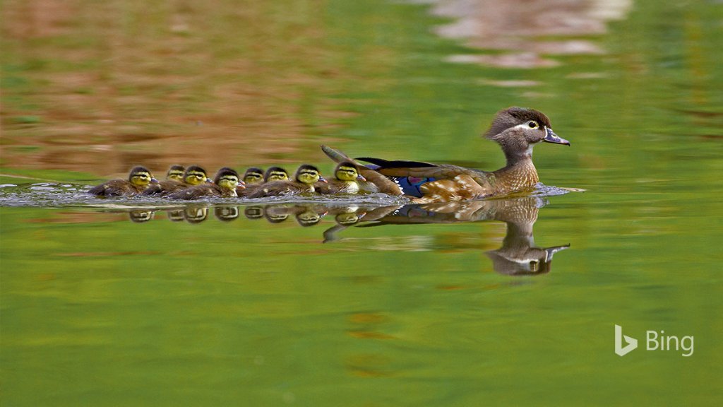 A female wood duck takes her ducklings for a swim in Arapahoe County, Colorado. Bing.com
