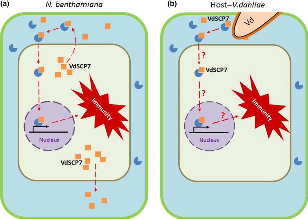 NewPhyt's tweet photo. VdSCP7 localizes to plant nucleus and modulates immunity  @CNhuacl  https://t.co/kUmAzI9Su3 https://t.co/sA1K2pGuW7
