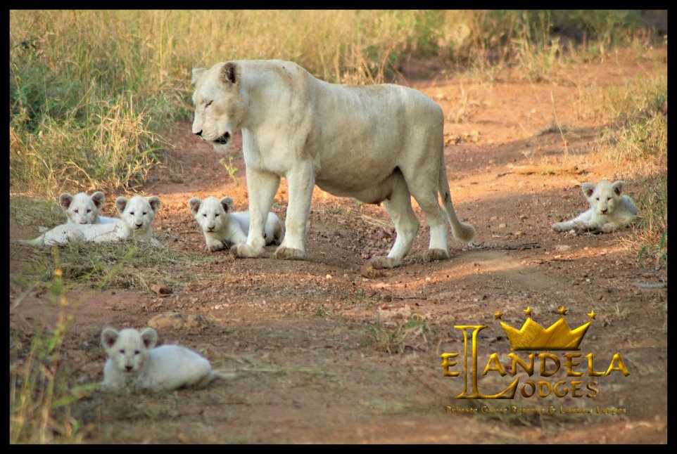 Unique and impossible to replicate - Elandela White Lion mother showing us one, two, three, four, five! snowy cubs for the first time!