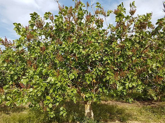 Buena floración del #pistacho
Bona floració del #festuc