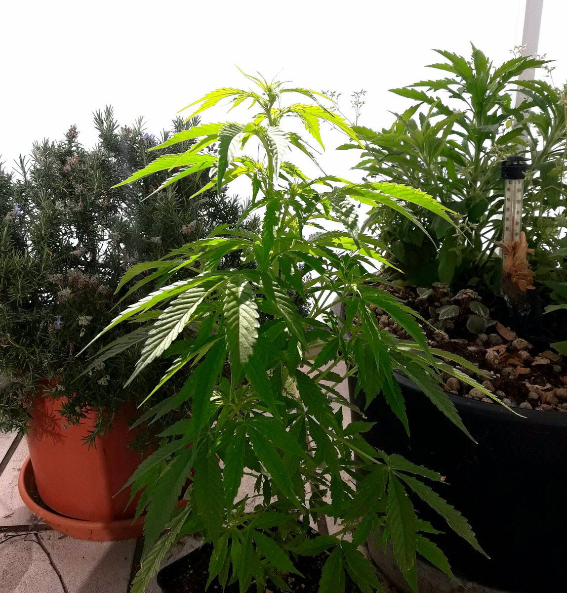 AdrycManellson's tweet photo. @HGrowShopOnline @MARIJUANAM4N @Diario_Planeta @BuscandoMaria @TheHobbitMovie @elsenorstone @OsitoFumonOFI @Apez140 Weed Día a Tod@s Cía...
¿Alguien hablaba de Hierba de la Comarca..? Jajsss..
#LosMejoresHumos de,
A Vuestra Salud:-))) https://t.co/1LNxLTZlXw