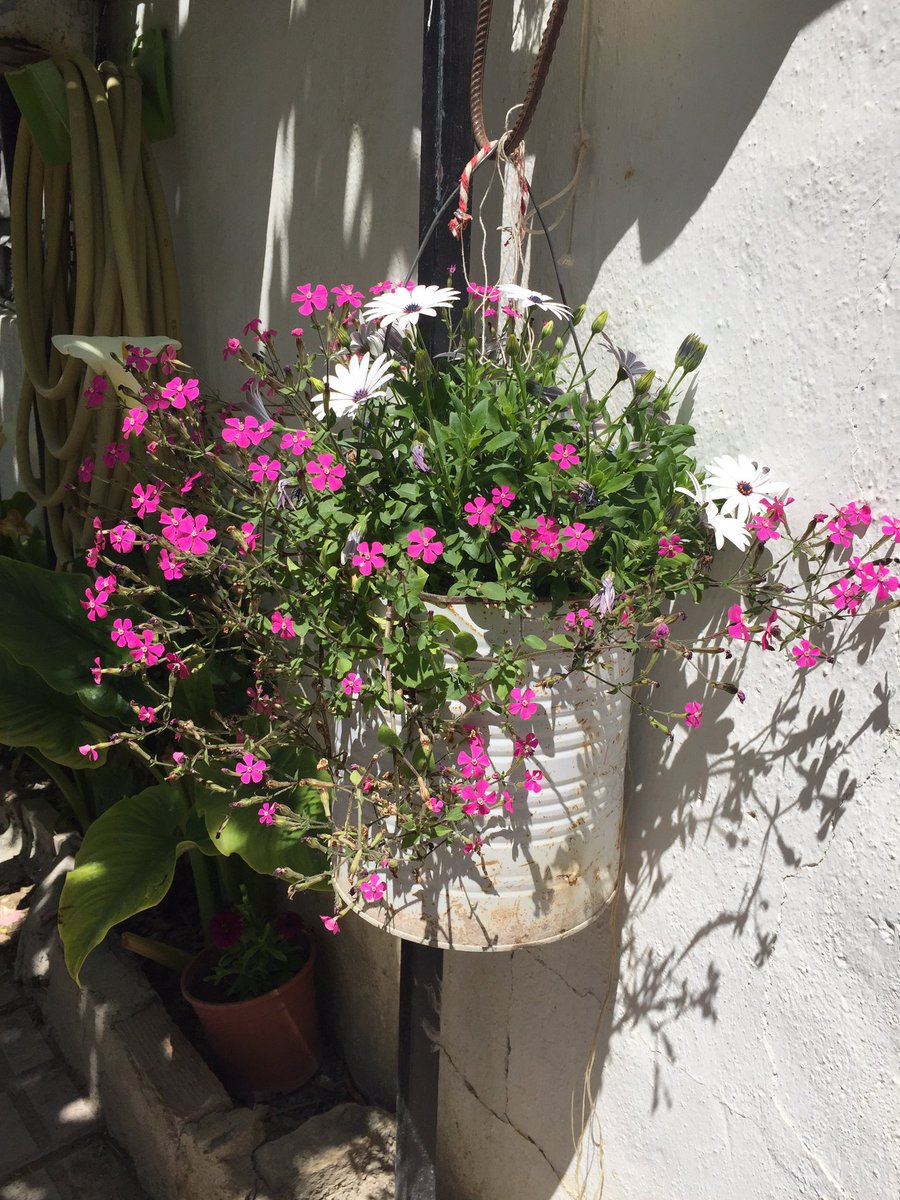 xavieraracil's tweet photo. Flower power !!! https://t.co/IUdVxb6xiX