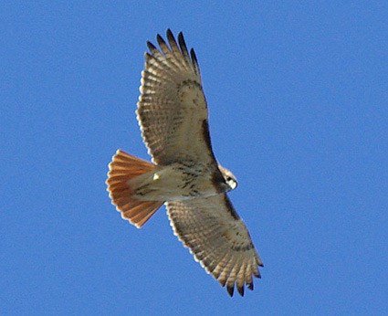 thanks4thetweet's tweet photo. #AuspiciousStart? I Was greeted this morning by a large #RedTailHawk - landed on light post super close &amp; watched me as I arrived at work https://t.co/ysw21m86Za