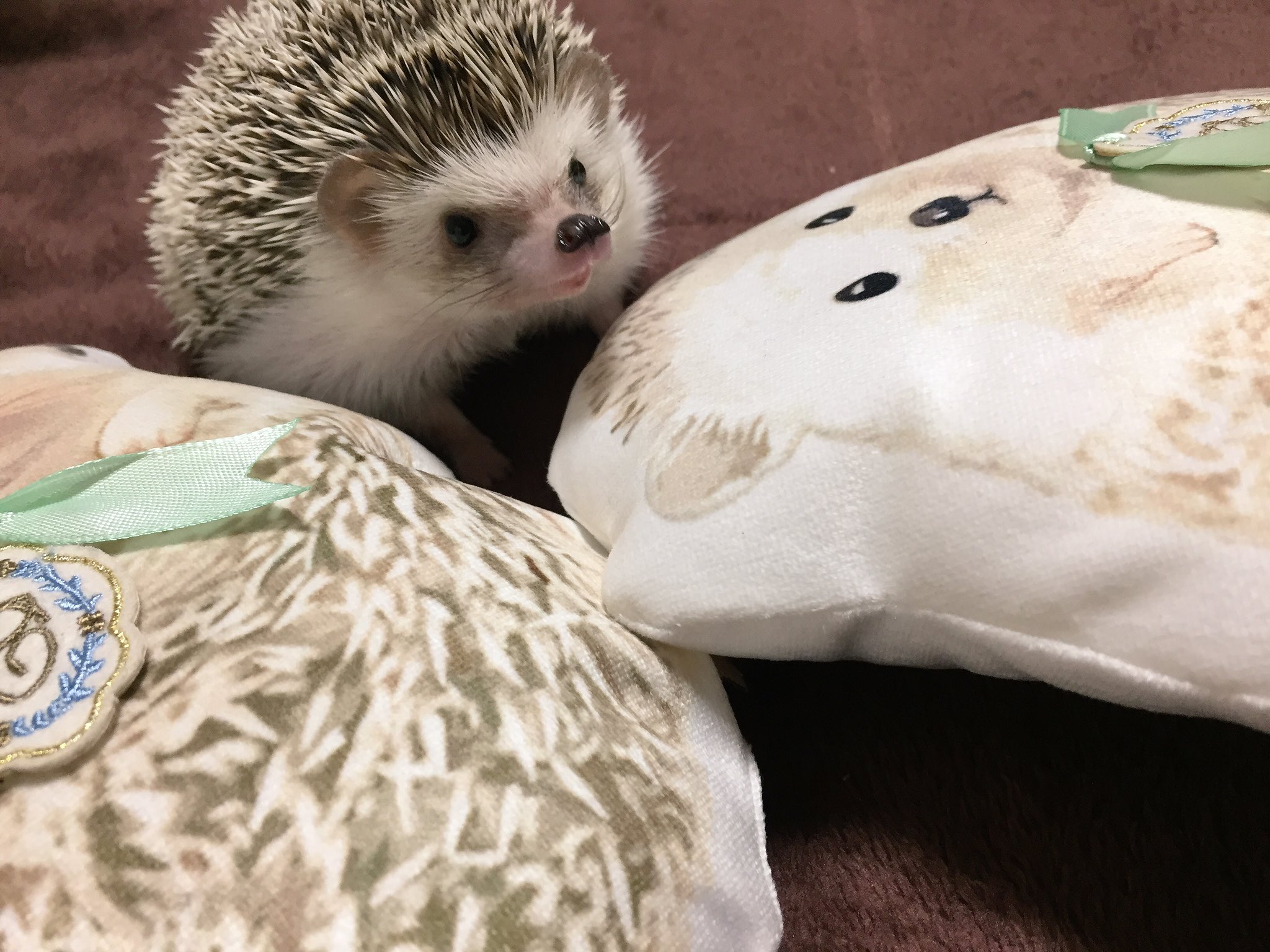 ট ইট র 夢ノ内 ハリネズミクッションに戸惑う我が家のマグちゃん T Co Mblk5vprif ট ইট র