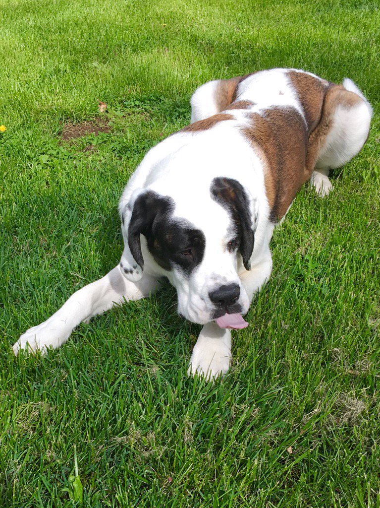 MelodiePariseau's tweet photo. Happy #TongueOutTuesday friends! I'm waiting for someone to chase me @dogcelebration #dogsoftwitter https://t.co/7NjaHTnGfM