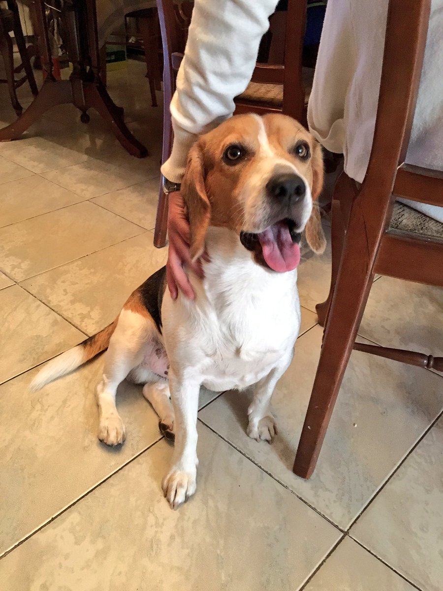 jorramo's tweet photo. Ahí va Lemon, con su carita de angelito... A ver si hay suerte y conseguimos esos 15 me gusta!! #mascotaLasHuertas https://t.co/gUKbVafixg