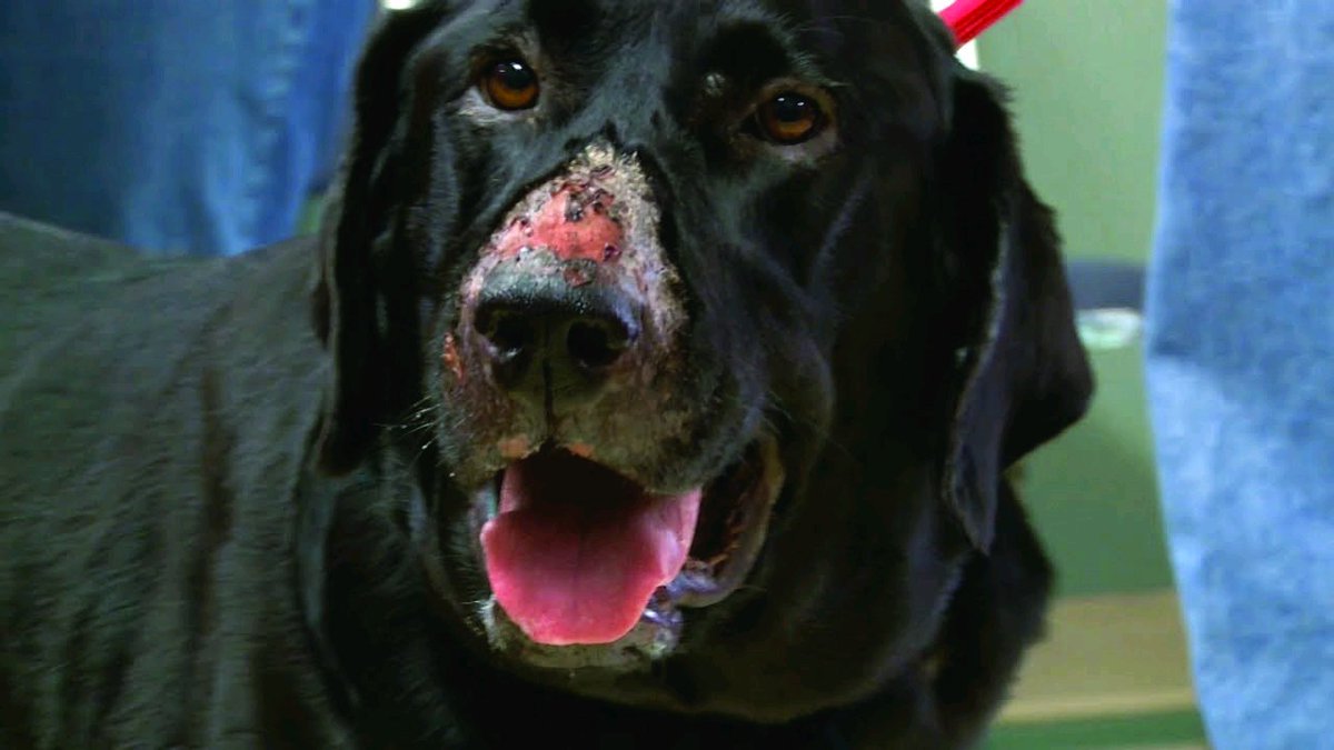 Чума животных. Чума животных. Симптомы чумы плотоядных у собаки. Листовидная пузырчатка у собак. Чума животных.