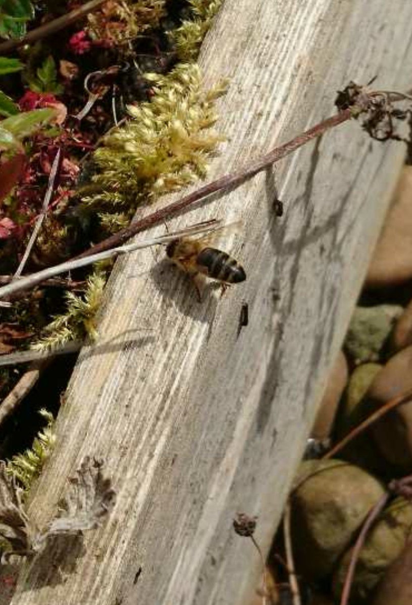 propertearooms's tweet photo. Thanks @MCVolunteerTeam @VolitionWorks i had a lovely morning meeting the bees @The_Printworks 🐝 https://t.co/dua1kGg5mN