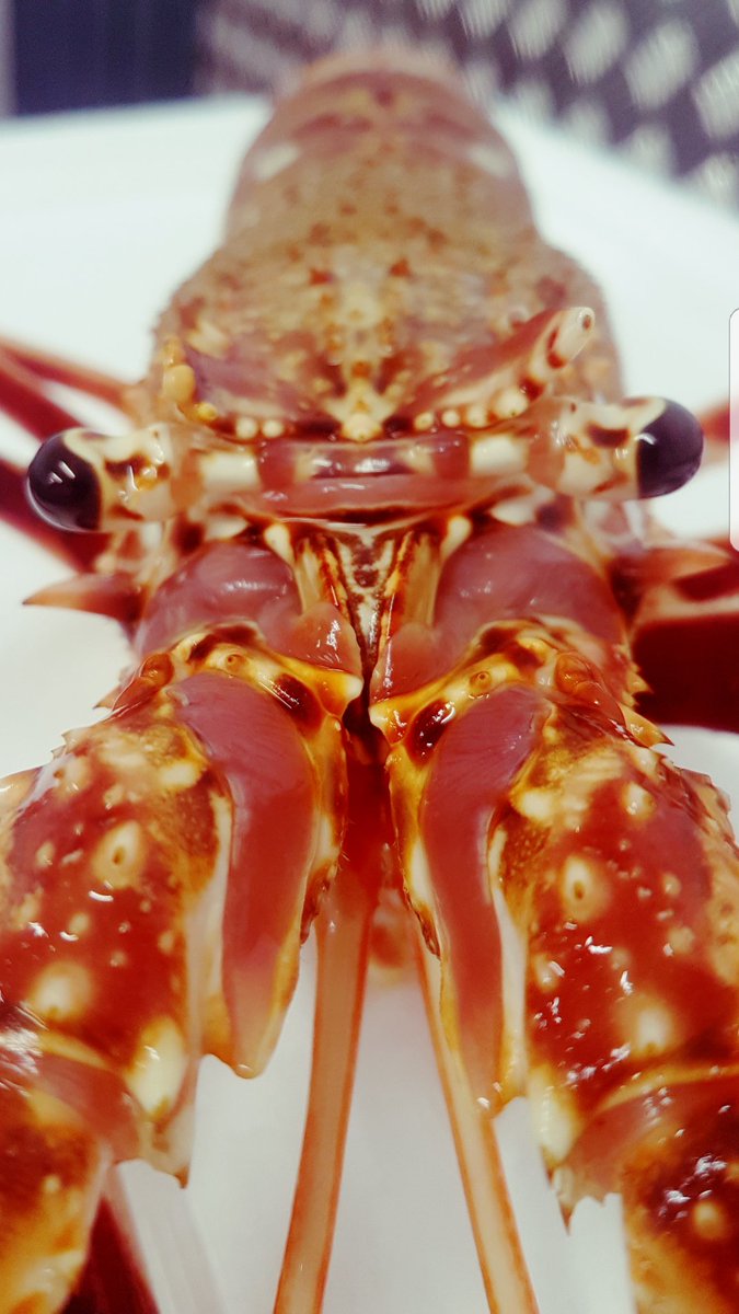 Kingfisher_BXM's tweet photo. Wild Crawfish.. #Spinylobster #stunningcolours #loveshellfish #closeup https://t.co/DiMsvtF5of