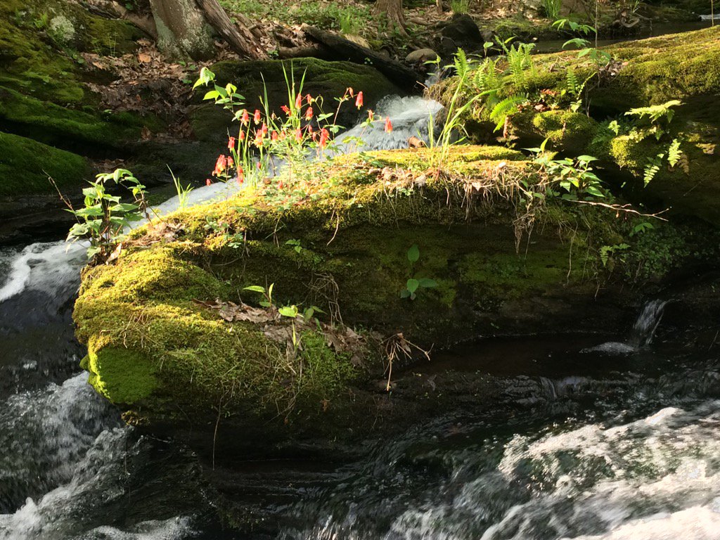 ptwilder's tweet photo. Wild columbine by the stream https://t.co/gP3E0hOfmd