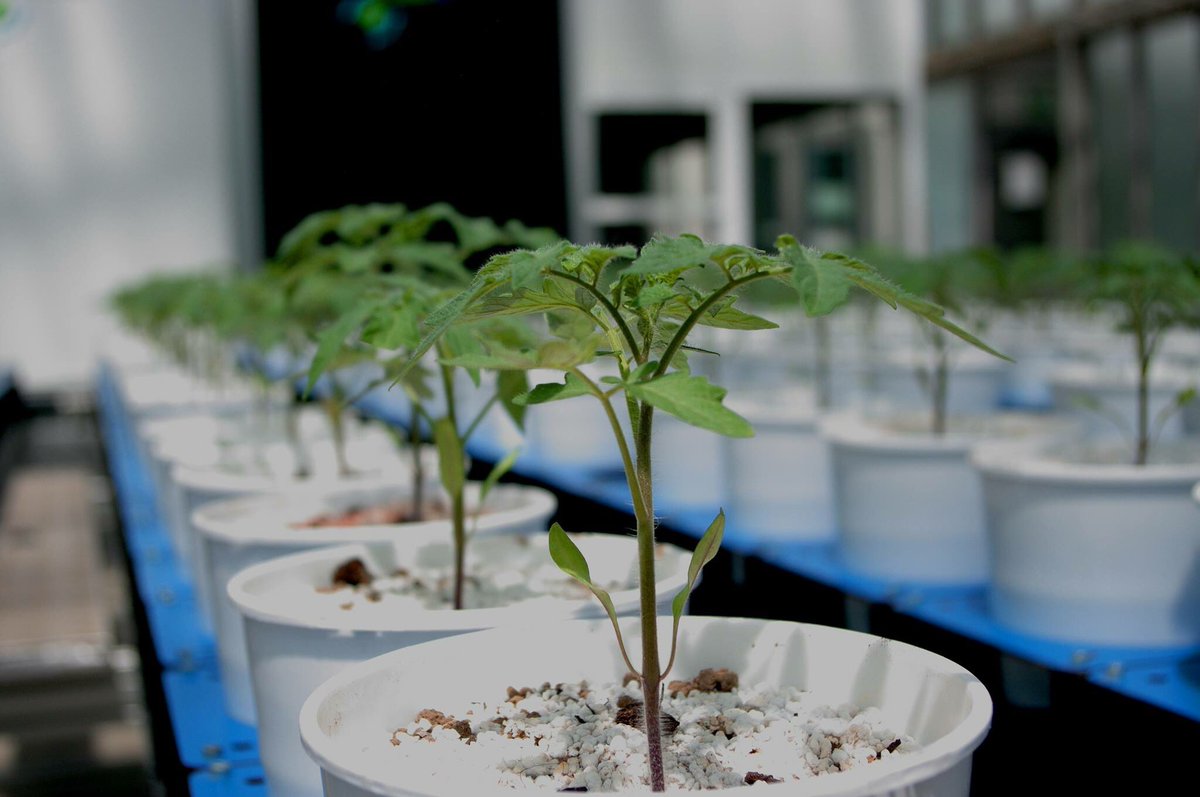 alsiasocial's tweet photo. #PlantEyeF500, 12 maggio c/o centro #Agrobios #Alsia seminario su imaging non distruttiva del fenotipo delle piante.
https://t.co/4Q94NMMKdx https://t.co/e1UEmkjOqM