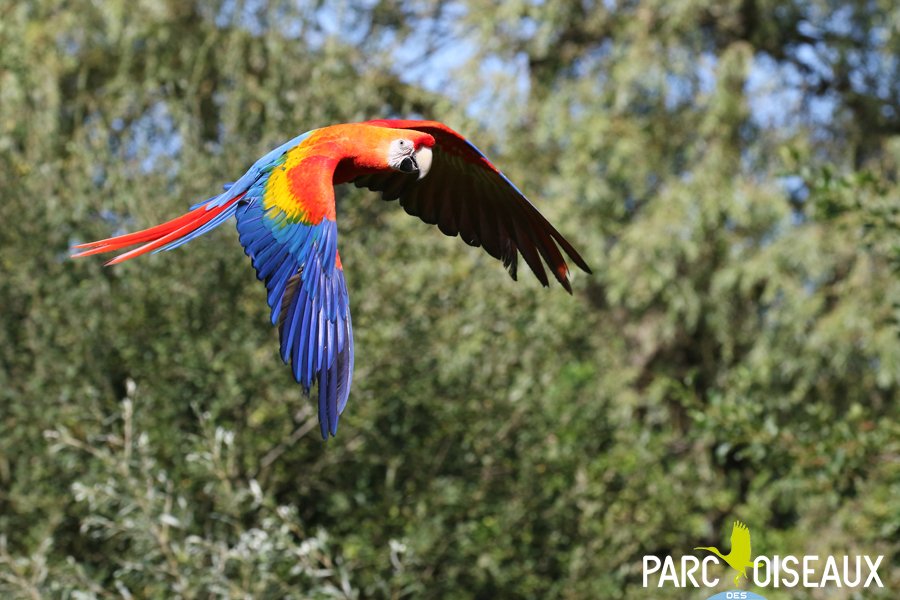 Oiseaux instants magiques