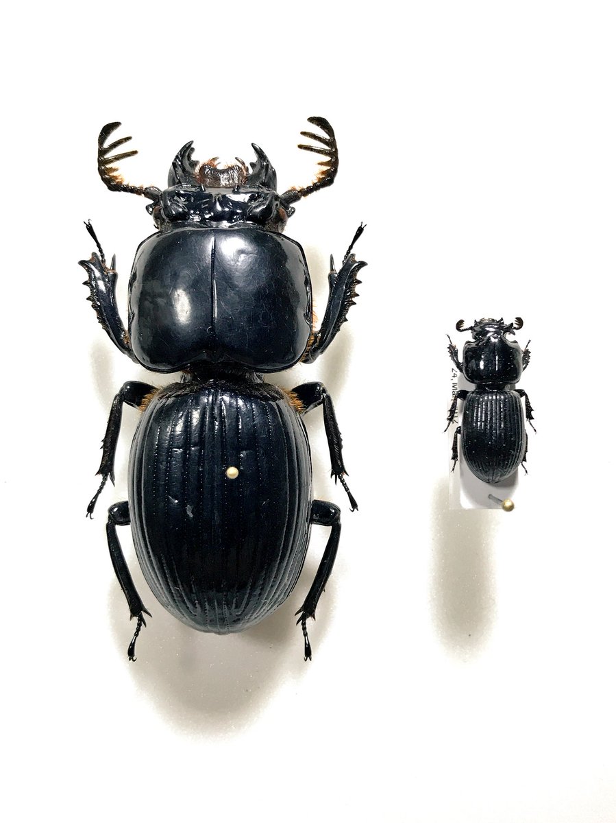 ブルメイスターオバケクロツヤムシ Proculus burmeisteri ゴーリー程