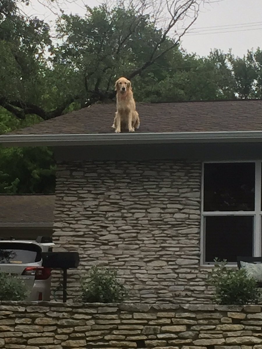 ...Glorious pupper of all time perched majestically on a roof! 