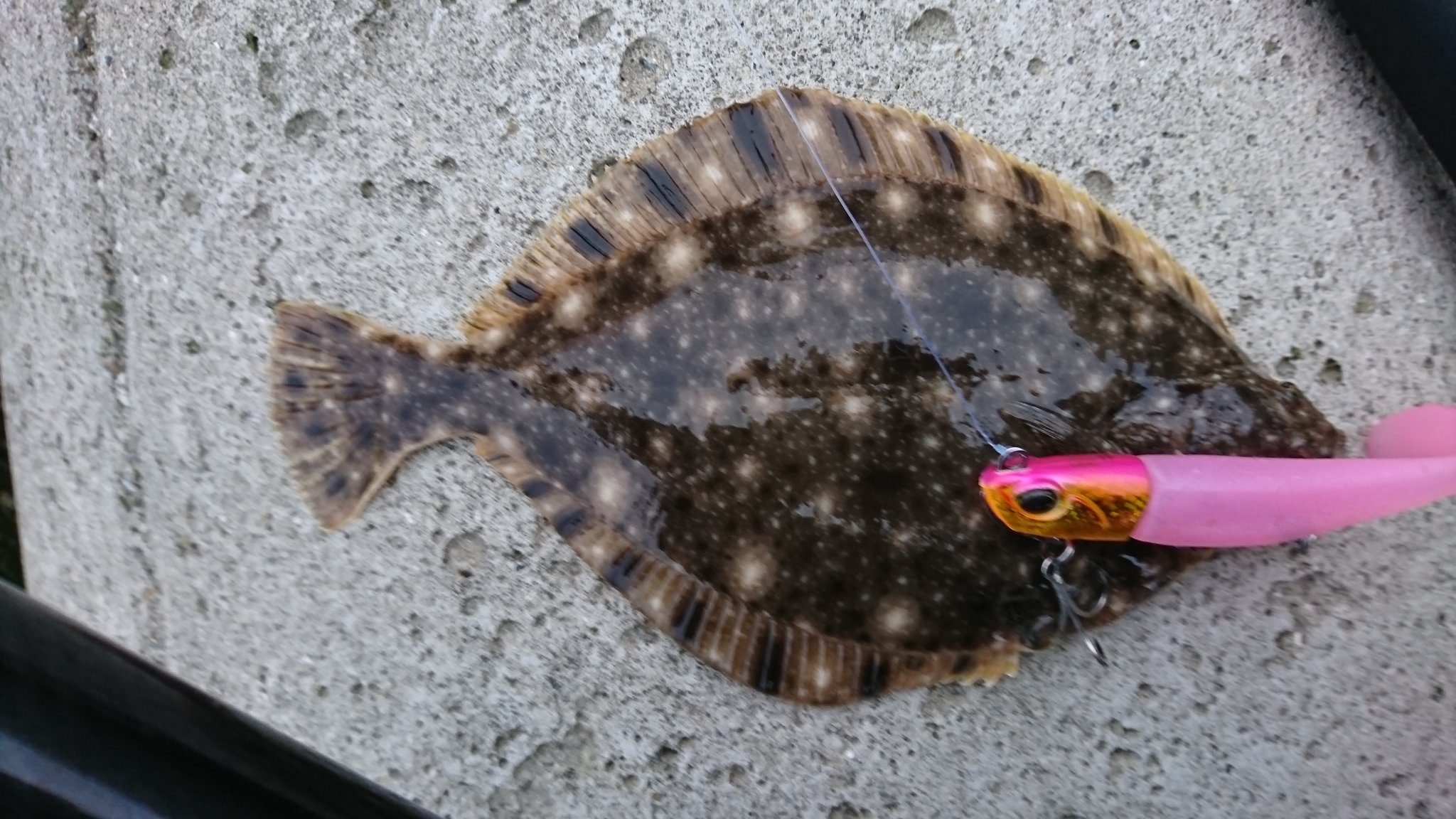 ヒラメは砂浜にも生息している Twitter