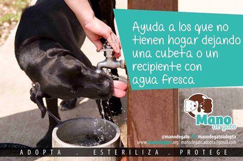 Todos podemos ser parte del cambio. Ayudemos a los animales en situación de calle. RT
